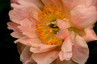 Cheerful Peony