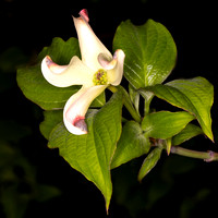 Dogwood-5