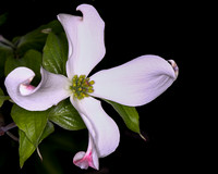 Dogwood-6