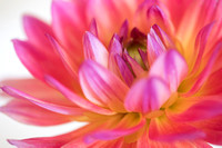 Dahlias