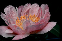 Pink Peony