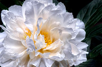 Beautiful Peony