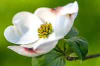 Dogwood-20