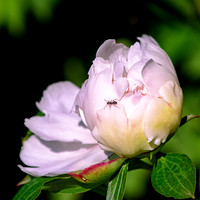 Peony with Ant