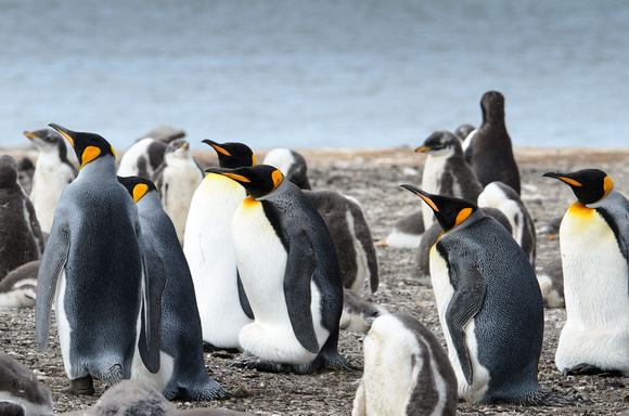 Falkland Islands King Penguins