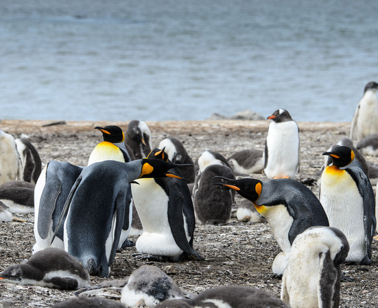 Falkland Islands King Penguins