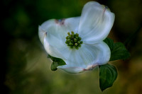 Dogwood-16