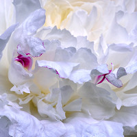 Peony Abstract