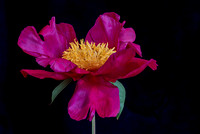 Peony-1