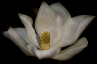 Magnolia