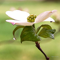 Second Place in 50th anniversary of Dogwood Photo Contest 2014
