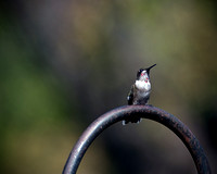 Young male hummingbird.