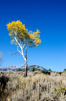 Jackson Hole, Wyoming